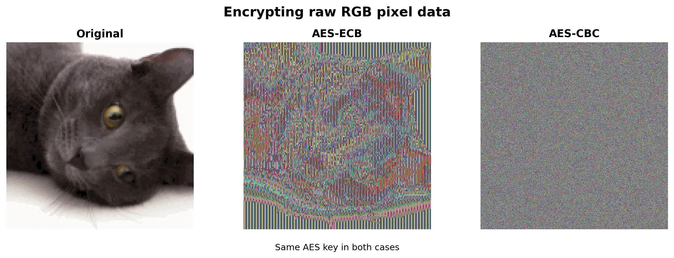Original square crop of the cat photo next to AES-ECB and AES-CBC visualizations, showing ECB leaking structure while CBC looks like noise