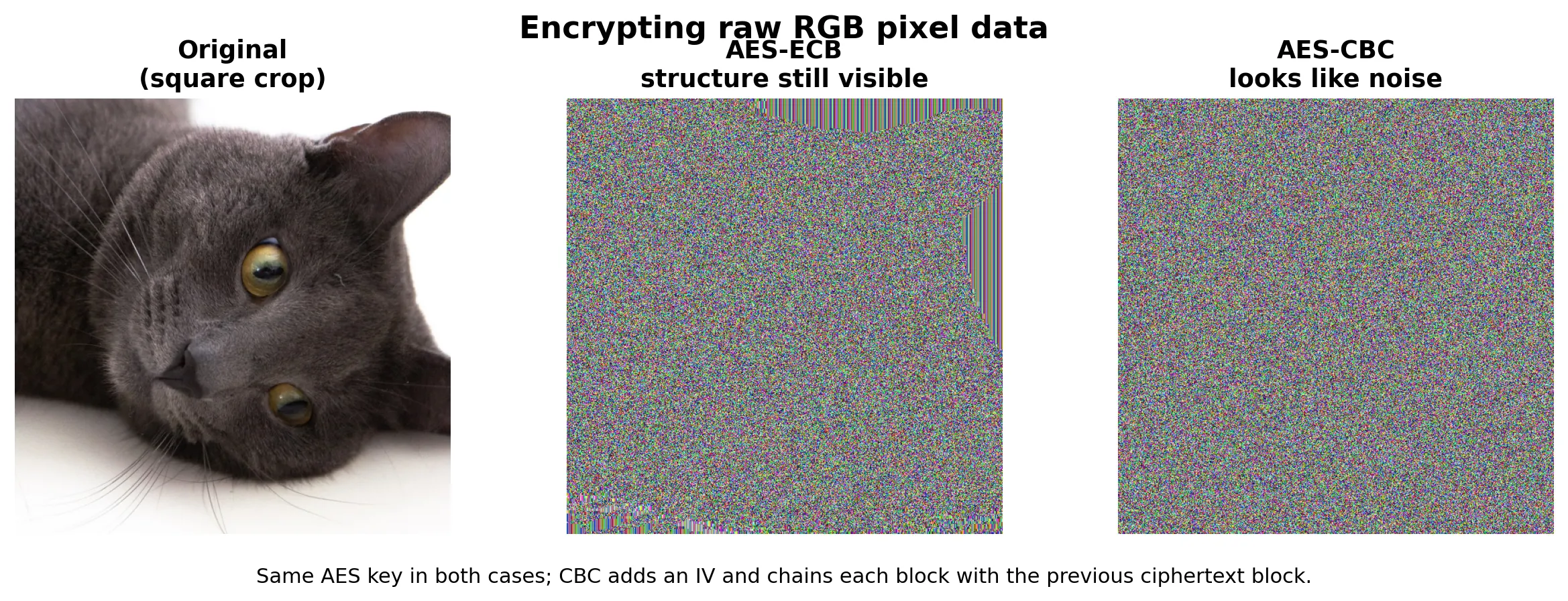 Original square crop of the cat photo next to AES-ECB and AES-CBC visualizations, showing ECB leaking structure while CBC looks like noise